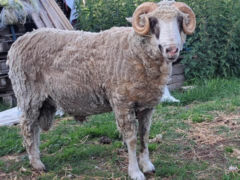 Eladó birka Eladó birka