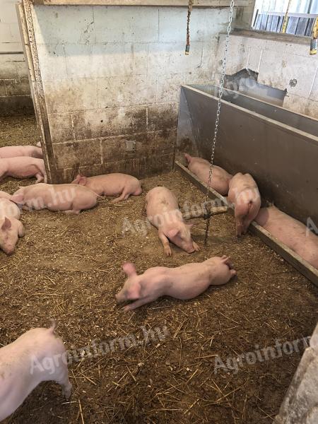 Hypor malac és mangalicaxdurok keverék malacok eladóak