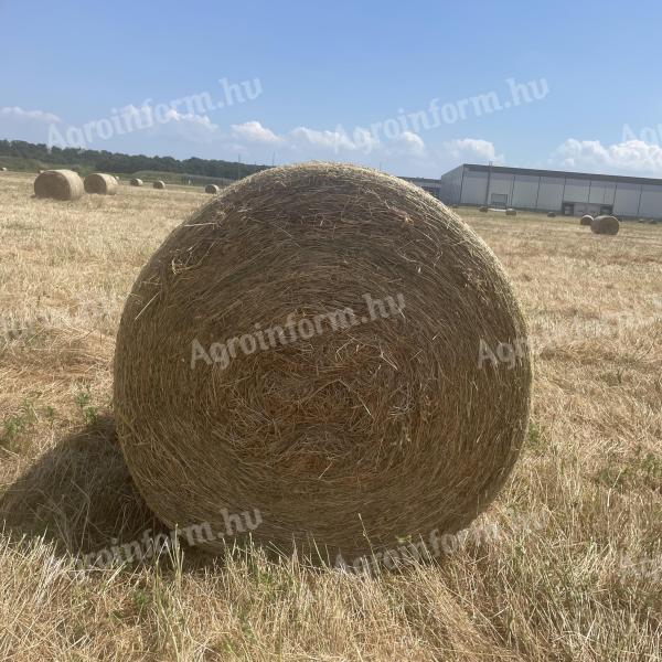 Lucernabála