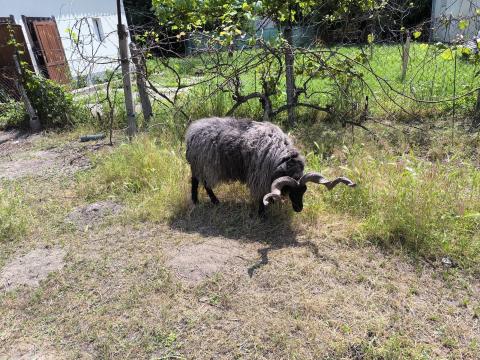 2 éves racka kos 2 éves racka kos