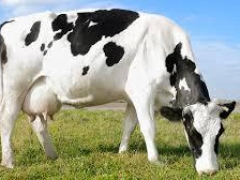 Négy fő részére keresünk állást Négy fő részére keresünk állást