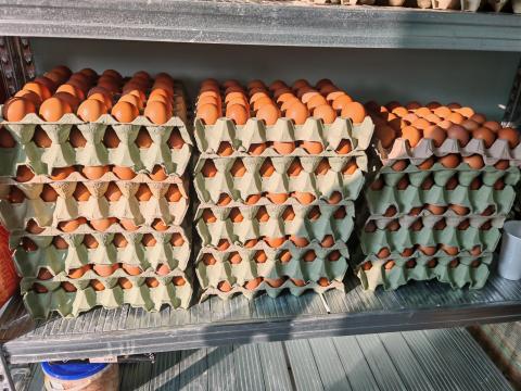 Házi tojás Házi tojás