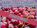 Meggy Vásár Daruszentmiklóson és Dunaföldváron