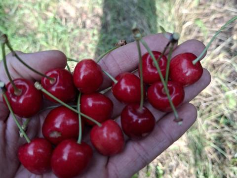Cseresznye cefrének eladó Cseresznye cefrének eladó