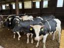 15 db Holstein-fríz Hízó Bika Eladó