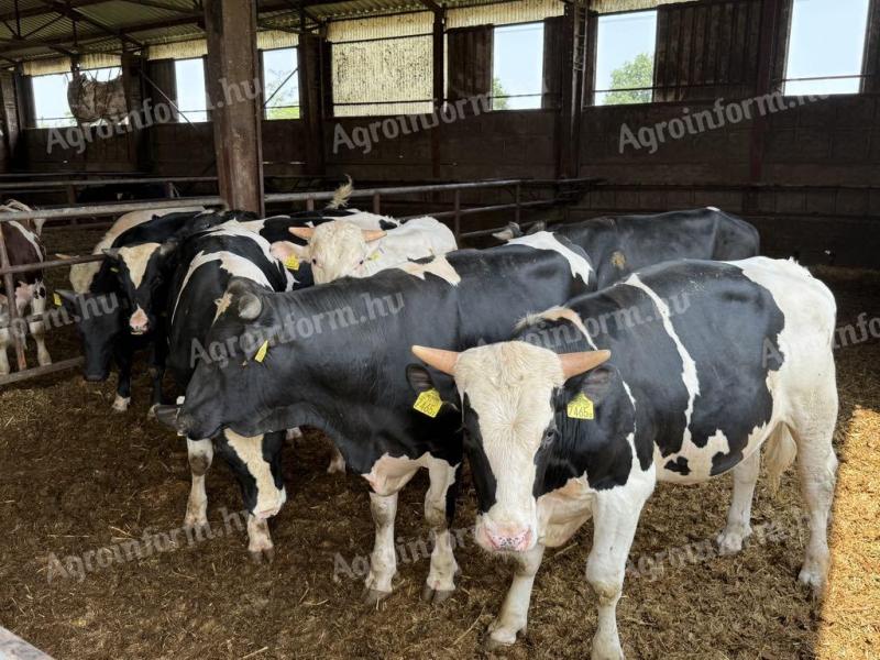 15 db Holstein-fríz Hízó Bika Eladó