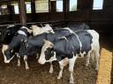 15 db Holstein-fríz Hízó Bika Eladó