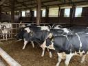 15 db Holstein-fríz Hízó Bika Eladó