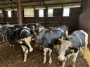 15 db Holstein-fríz Hízó Bika Eladó
