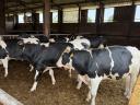 15 db Holstein-fríz Hízó Bika Eladó