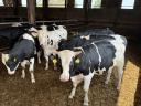 15 db Holstein-fríz Hízó Bika Eladó
