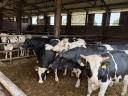 15 db Holstein-fríz Hízó Bika Eladó