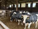 15 db Holstein-fríz Hízó Bika Eladó
