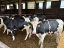 15 db Holstein-fríz Hízó Bika Eladó