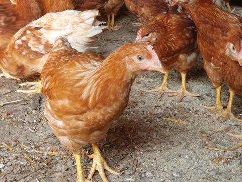 Tojó jérce eladó Tojó jérce eladó