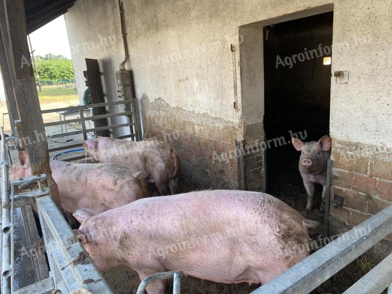 Eladó 160 db malac és hasas koca