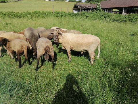 Eladó juh, birka, bárány Eladó juh, birka, bárány