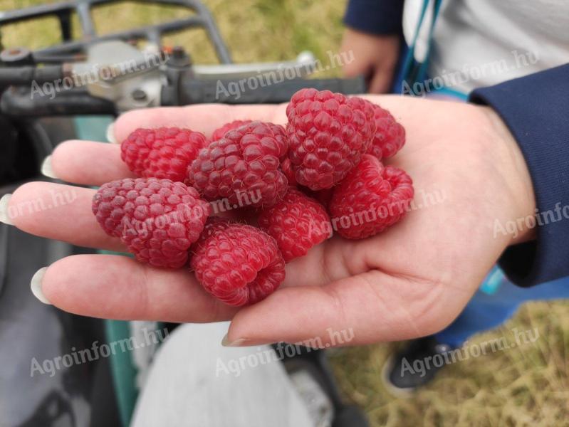 Friss málna,  magyar termelőtől eladó