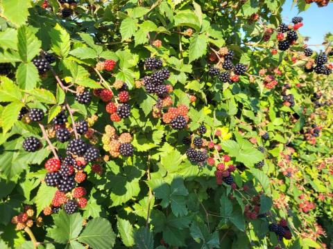 Friss fekete szeder magyar termelőtől eladó Friss fekete szeder magyar termelőtől eladó