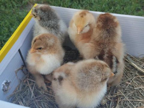 Napos brahma csirkék eladók! Napos brahma csirkék eladók!