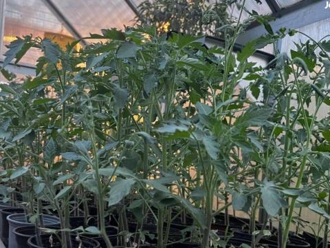 60 cm-es koktélparadicsom palánták - Black cherry 60 cm-es koktélparadicsom palánták - Black cherry