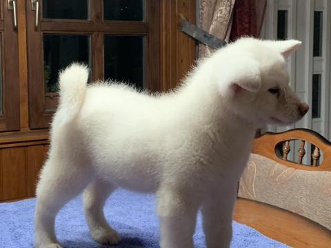 Akita inu kiskutyák Akita inu kiskutyák