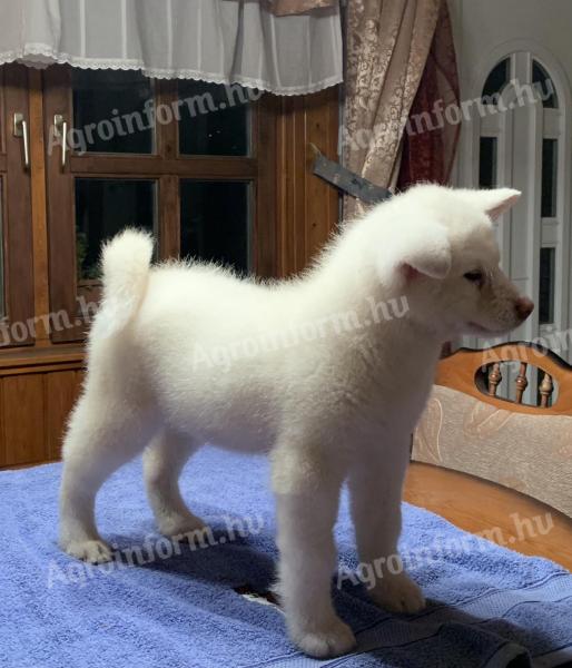 Akita inu kiskutyák