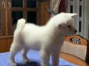 Akita inu kiskutyák