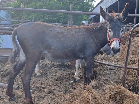 Eladó szamár Eladó szamár
