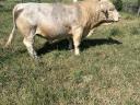 Charolais szarvasmarha bika eladó