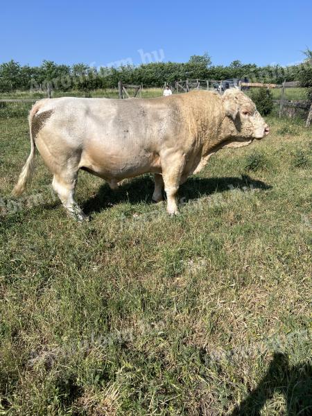 Charolais szarvasmarha bika eladó