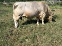 Charolais szarvasmarha bika eladó