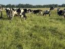 Holstein-fríz szűz üsző eladó