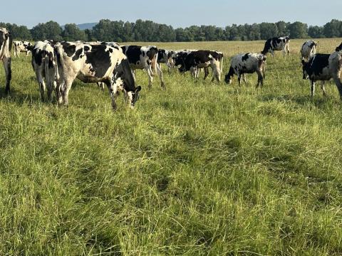 Holstein-fríz szűz üsző eladó Holstein-fríz szűz üsző eladó