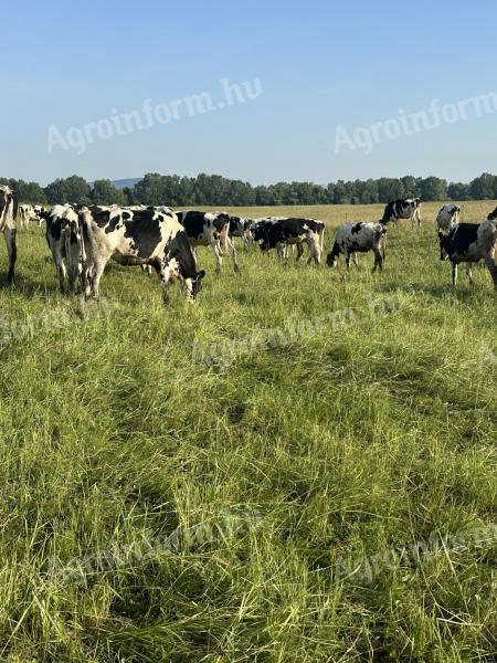 Holstein-fríz szűz üsző eladó