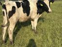Holstein-fríz szűz üsző eladó