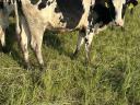 Holstein-fríz szűz üsző eladó