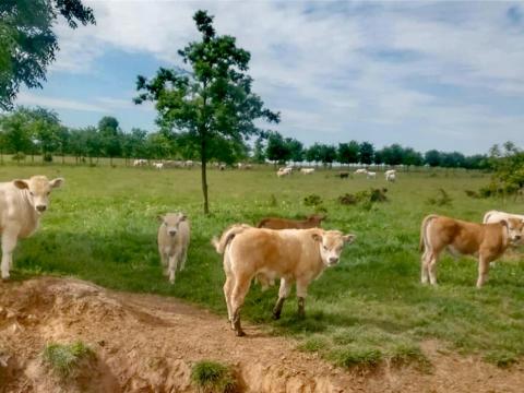 Charolais x szürke F1 bikaborjak Charolais x szürke F1 bikaborjak