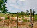 Charolais x szürke F1 bikaborjak