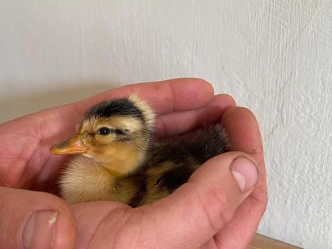 Napos tarka kacsa Napos tarka kacsa