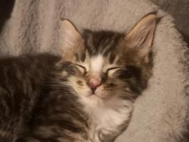 Fajtiszta Maine Coon