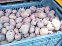 Balatoni rózsa vetőmèretű burgonya eladó