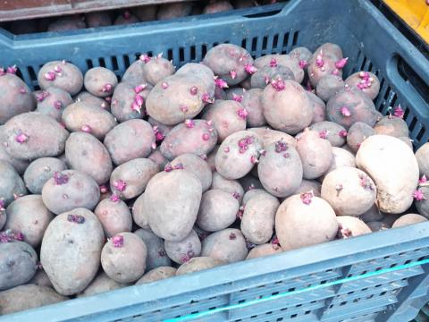 Balatoni rózsa vetőmèretű burgonya eladó Balatoni rózsa vetőmèretű burgonya eladó