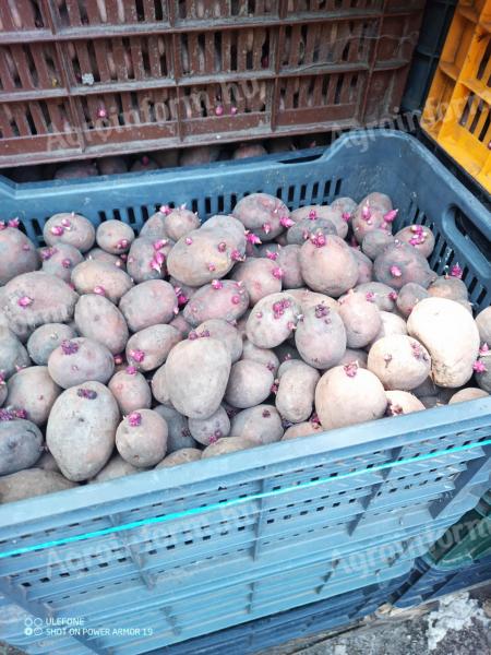 Balatoni rózsa vetőmèretű burgonya eladó