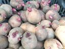 Balatoni rózsa vetőmèretű burgonya eladó
