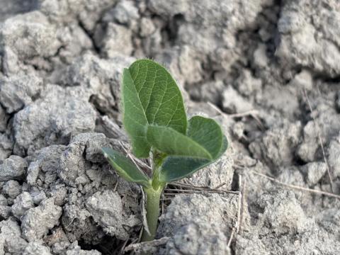 Másodvetésű szója? Itt az ideje lépni! Másodvetésű szója? Itt az ideje lépni!