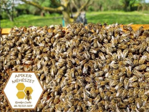 Méhraj, kölyökcsalád Méhraj, kölyökcsalád