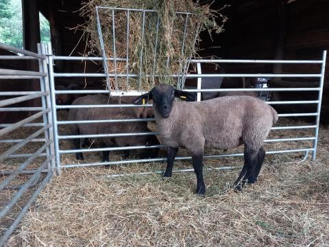 Suffolk kosbárány Suffolk kosbárány