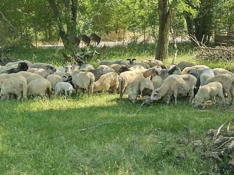 Eladó birkák Eladó birkák