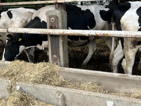 Eladó vemhes Holstein fríz előhasú üszők Eladó vemhes Holstein fríz előhasú üszők